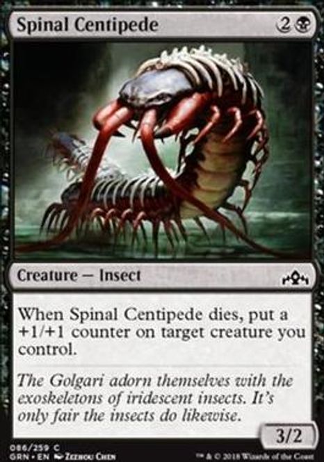 Hovedbilde Spinal Centipede