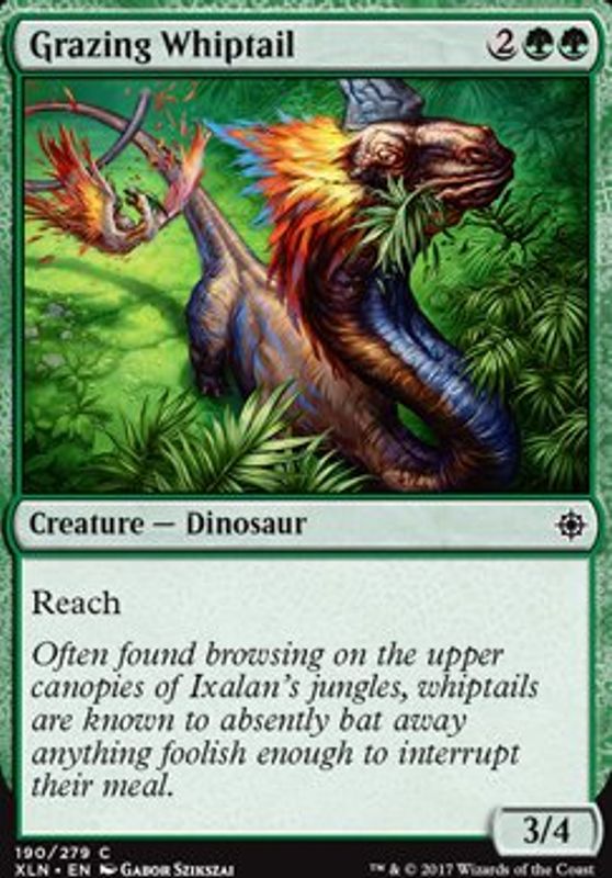 Grazing Whiptail